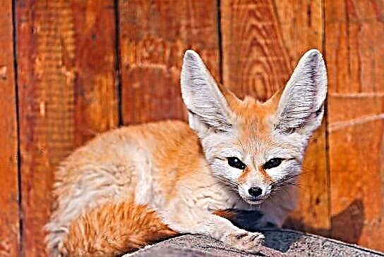 Fox (rena) - espès ak foto
