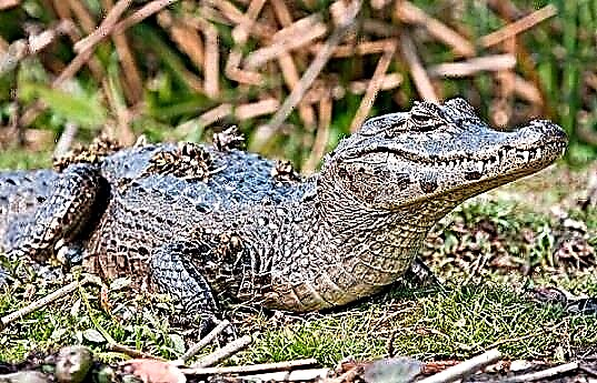 Crocodili - et species nomen