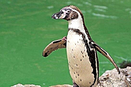 Pingüíns - especie e descrición