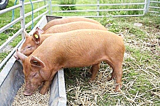 Pig - photos et speciebus
