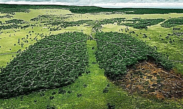 Deforestation in tropical silva