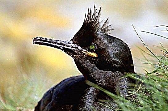 Crested cormorant