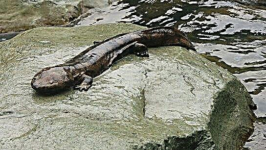 Japanese higanteng salamander
