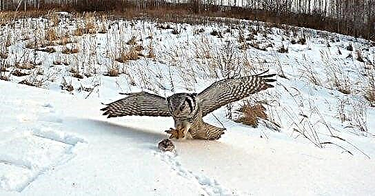 Owl Hawk