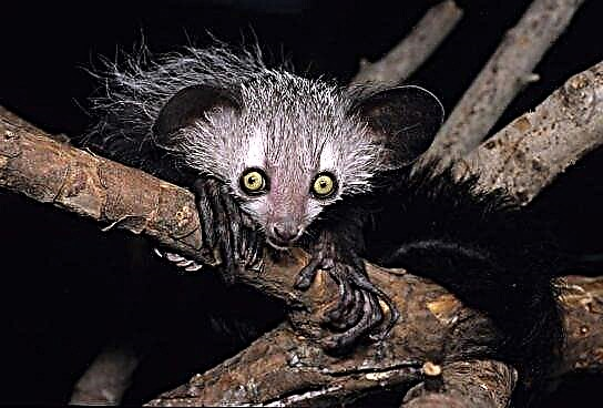 Animais de Madagascar
