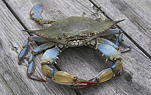 Ofdị crabs, aha ha, nkọwa na foto