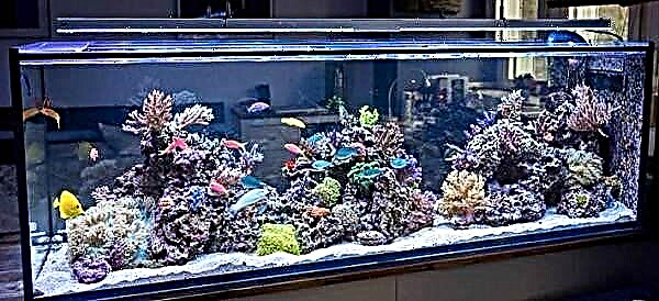 Добрите и лошите страни на аквариумот дома и кои видови се тие