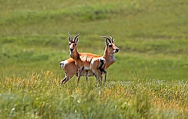 Dzeren animalia da. Antilopearen deskribapena, ezaugarriak, espezieak, bizimodua eta habitata