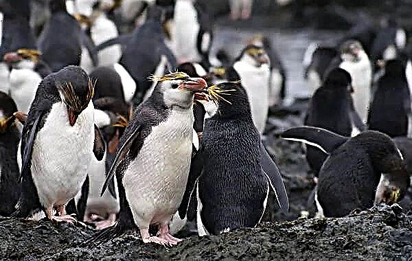 Speciet e pinguinëve, tiparet dhe habitati i tyre