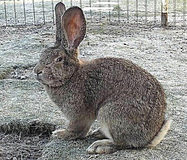 فلینڈرے خرگوش تفصیل ، خصوصیات ، نگہداشت اور مشمولات
