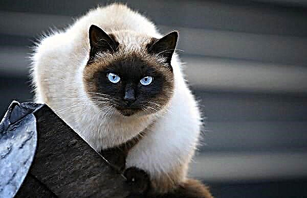 Sijamska mačka Opis, karakteristike, vrste, priroda, njega i cijena sijamske pasmine