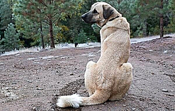 Kûçikê şivanê Anatolyayê. Danasîn, taybetmendî, karakter, lênêrîn û bihayê nijadî