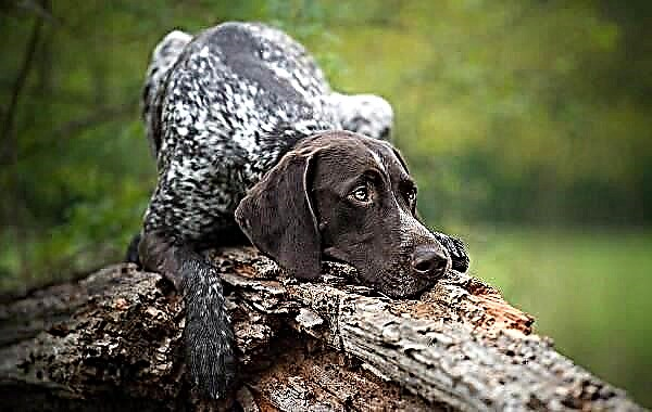 شارٹ شائر پوائنٹر ایک شکار کرنے والا کتا ہے۔ نسل کی تفصیل ، خصوصیات ، کردار ، نگہداشت اور قیمت