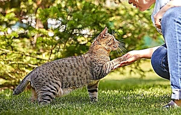 Kucing Pixiebob. Katrangan, fitur, karakter, sejarah, perawatan lan rega keturunan