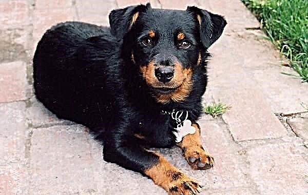 Ланкашир эмчлэгч нохой. Үүлдрийн тодорхойлолт, шинж чанар, онцлог шинж чанар, арчилгаа, үнэ