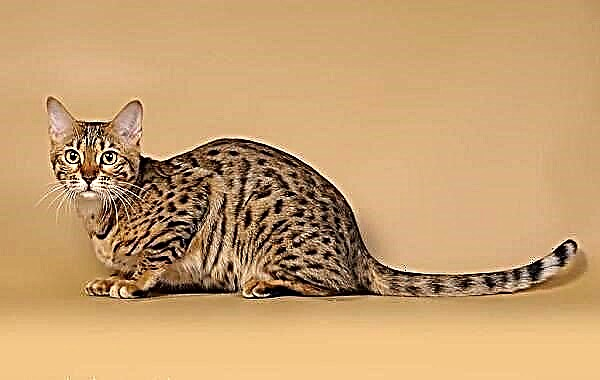 Kucing serengeti. Katrangan, fitur, jinis, perawatan lan rega saka baka Serengeti
