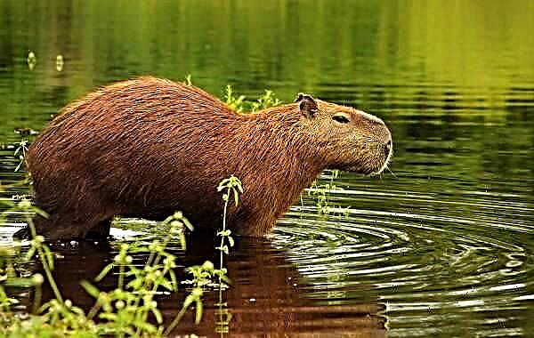 Capybara bụ anụmanụ. Nkọwa, atụmatụ, ụdị, ibi ndụ na ebe obibi nke capybara