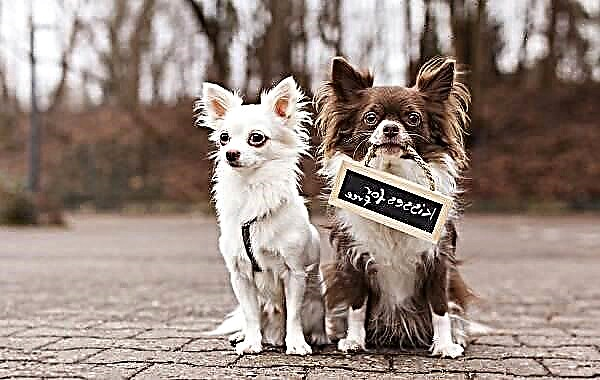 سگ چیهوا شرح ، ویژگی ها ، انواع ، طبیعت ، مراقبت و قیمت نژاد Chihuahua