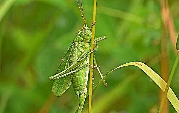 Celebên grasshoppers. Danasîn, nav, taybetmendî û wêneyên celebên hêşînahiyan