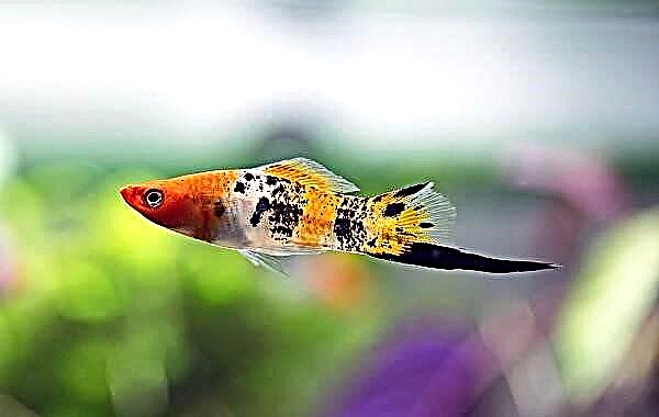 Sabljarka je akvarijska riba. Opis, karakteristike, vrste, njega i cijena mačevanja