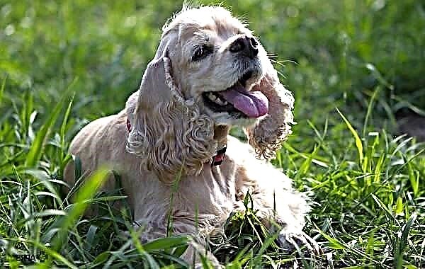Америкийн кокер спаниель нохой. Үүлдрийн тодорхойлолт, онцлог шинж чанар, арчилгаа, үнэ