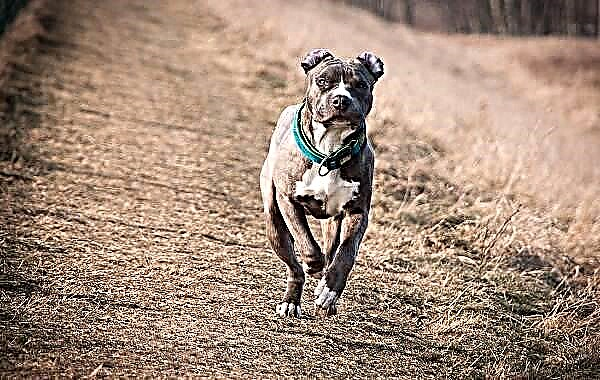 Baƙin Amurka Staffordshire Terrier kare. Bayani, fasali, kulawa da farashin nau'in