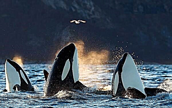 Kit orka. Opis, karakteristike, vrste, način života i stanište kita ubojice