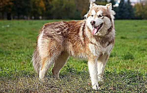Alaskan Malamute hond. Beskrywing, kenmerke, soorte, versorging, instandhouding en prys van die ras