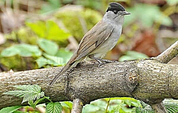 Slavka é un paxaro. Descrición, características, especies, estilo de vida e hábitat da curruca
