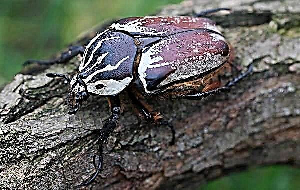 Insek nga bakukang Goliath. Paghulagway, dagway, species ug puy-anan sa goliath beetle