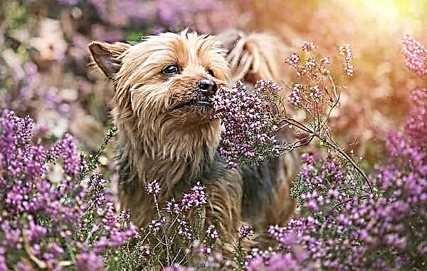 ឆ្កែ Yorkshire terrier ។ ការពិពណ៌នា, លក្ខណៈ, ប្រភេទ, ការថែទាំនិងតម្លៃនៃពូជនេះ