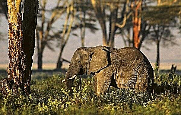 Видови слонови. Опис, карактеристики, живеалиште и фотографии од видови слонови