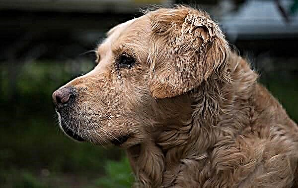 Golden retriever hond. Beskrywing, kenmerke, karakter, versorging en prys van die ras