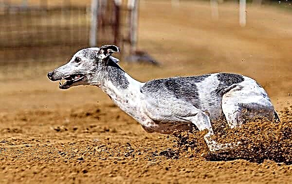 Greyhound Hond. Beschreiwung, Features, Typen, Fleeg a Präis vun der Greyhound Rass