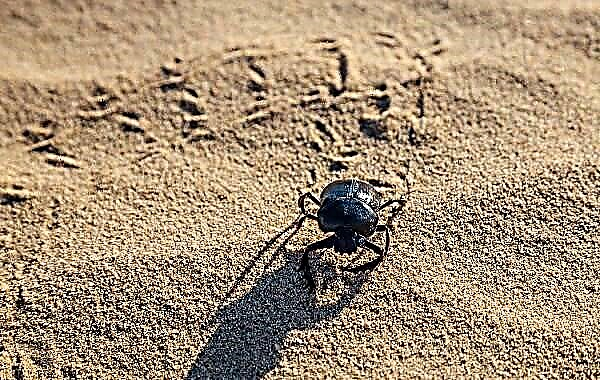 Stercus beetle feram. Description: features, species, lifestyle et habitat in stercus beetle