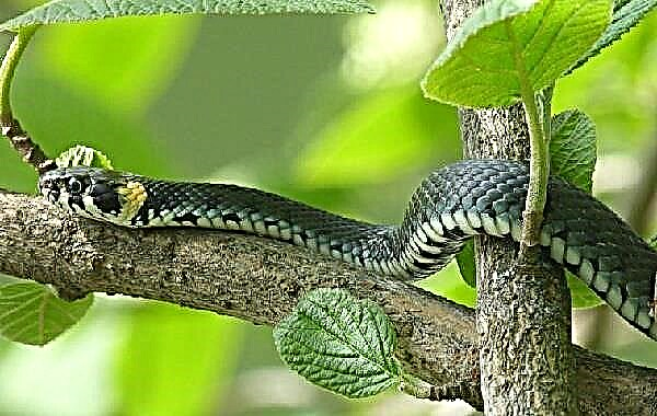 Xa unha serpe. Descrición, características, especies, estilo de vida e hábitat da serpe
