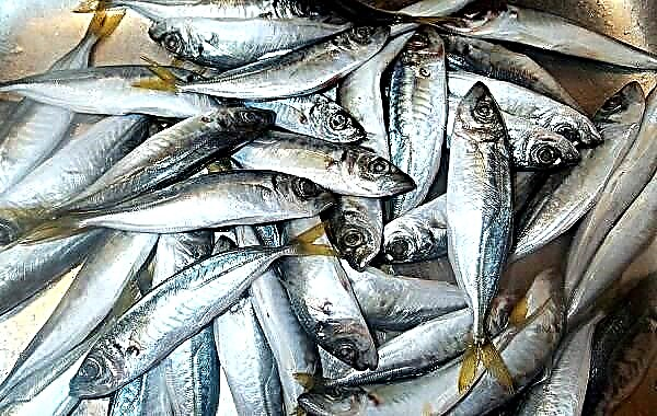 Izinhlanzi ze-Black sea mackerel. Incazelo, izici, izinhlobo, ukudoba nendawo yokuhlala