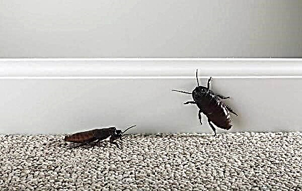 Schwaarzt Kakerlak Insekt. Beschreiwung, Features, Spezies, Lifestyle a Liewensraum vum Kakerlak