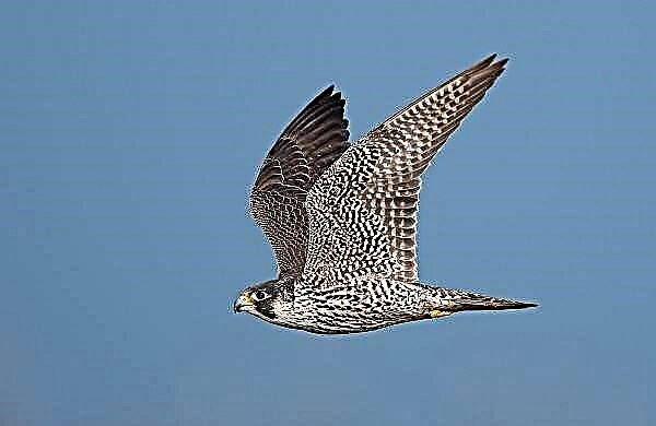 Manuk falcon Peregrine. Katerangan, fitur, spésiés, gaya hirup sareng habitat falcon peregrine