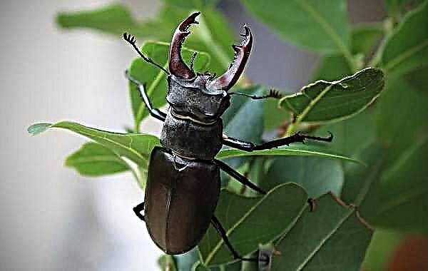 Serangga kumbang stag. Katrangan, fitur, spesies, prilaku lan habitat kumbang stag