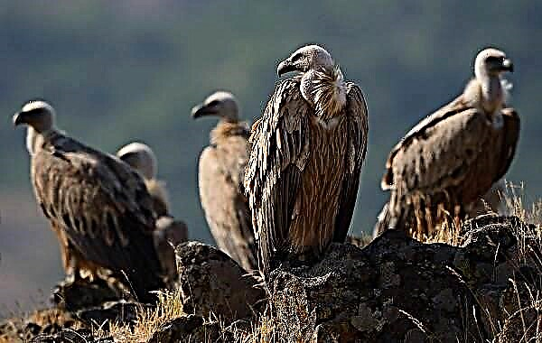 Éan vulture Griffon. Tuairisc, gnéithe, speicis, stíl mhaireachtála agus gnáthóg an fhultúir