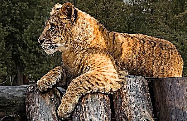 ကျားသည်တိရစ္ဆာန်ဖြစ်သည်။ ဖော်ပြချက်, အင်္ဂါရပ်များ, လူနေမှုပုံစံစတဲ့နှင့် ligers ၏ကျက်စားရာနေရာ