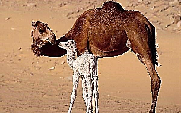 Un camelo con coroa. Descrición, características, estilo de vida e hábitat do animal