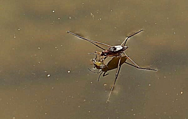 Strider za vodu za insekte. Opis, karakteristike, vrste, način života i stanište vodenog koraba