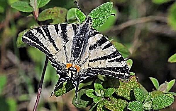 Podaliry vlinder insek. Beskrywing, kenmerke, spesies en lewenstyl van die Podaliriese vlinder