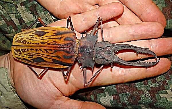 Longhorn Käfer Insekt. Beschreiwung, Features, Spezies, Lifestyle a Liewensraum vum Barbel Käfer