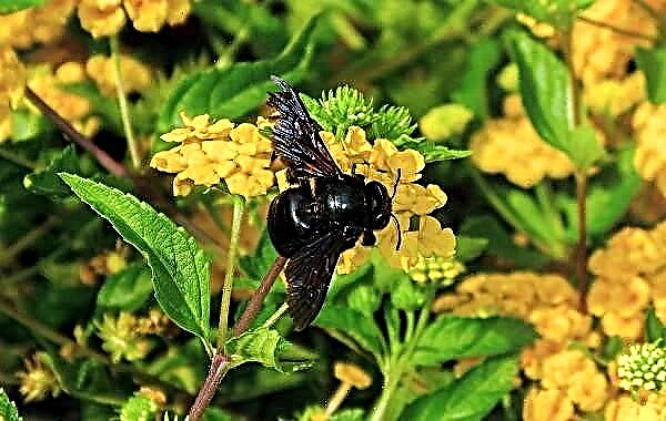 Insecto carpinteiro de abellas. Descrición, características, estilo de vida e hábitat da abella