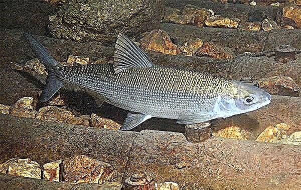 بیکل کی مچھلی۔ بیکل میں مچھلی کی پرجاتیوں کی تفصیل ، خصوصیات ، نام اور تصاویر