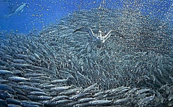 မုန့်ညက်ငါး။ Mackerel ၏ဖော်ပြချက်၊ အင်္ဂါရပ်များ၊ မျိုးစိတ်များ၊ လူနေမှုပုံစံစတဲ့နှင့်နေရင်းဒေသများ