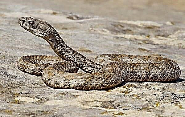 Видови змии. Опис, карактеристики, имиња и фотографии на видови змија